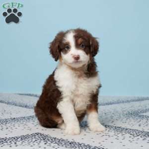 Darcy, Mini Aussiedoodle Puppy